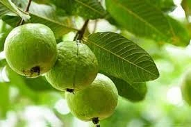 5.Health_Tips_-Gooseberry_medicine_to_lose_weight