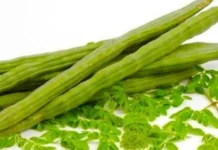 ನುಗ್ಗೆಕಾಯಿಯ ಉಪಯೋಗಗಳು