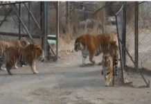 ಬಂಗಾಳಕ್ಕೆ ಸೈಬೀರಿಯನ್ ಹುಲಿ