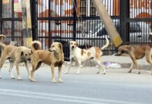 ಬೀದಿ ನಾಯಿ ದಾಳಿ; ಮಗುವಿಗೆ ಗಾಯ