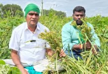 ರಾಗಿ ನೊಂದಣಿಗೆ ಕಾಲಾವಕಾಶಕ್ಕೆ ಆಗ್ರಹ