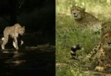 ಮೂರು ಚಿರತೆಗಳು ಕುನೋ ಕಾಡಿಗೆ