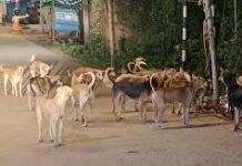 ಬೀದಿನಾಯಿ ಉಪಟಳ ತಡೆಗೆ ಕ್ರಮ