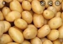 ಆಲೂಗಡ್ಡೆ ಬೆಳೆಗೆ ಅಂಗಾಮರಿ ಲಕ್ಷಣಗಳು ಹತೋಟಿ ಕ್ರಮಗಳು