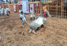 ಮದುರೈನಲ್ಲಿ ಜಲ್ಲಿ ಕಟ್ಟು ಸ್ಪರ್ಧೆ