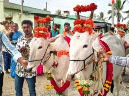 ಕಳೆಗಟ್ಟಿದ ಕ್ಯಾಮೇನಹಳ್ಳಿ ಆಂಜನೇಯಸ್ವಾಮಿ ರಾಸುಗಳ ಜಾತ್ರೆ