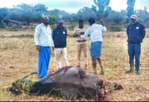 ಕಾಡು ನಾಯಿಗಳ ಹಿಂಡು ದಾಳಿ ಸಾಕು ಎಮ್ಮೆ ಬಲಿ
