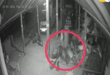 ಚಿರತೆ ದಾಳಿಗೆ ಸಾಕುನಾಯಿ ಬಲಿ