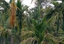 ಎಲೆಚುಕ್ಕಿ ರೋಗದಿಂದ ಅಡಕೆ ಕೃಷಿ ಸಂಪೂರ್ಣ ನಾಶ