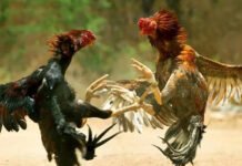 ರೈತಾಪಿವರ್ಗದ ಕ್ರೀಡೆ ‘ಕೋಳಿಅಂಕ’ ನಿರ್ಬಂಧ ಸಲ್ಲದು; ಫೆ.೧; ಪುತ್ತೂರಿನಲ್ಲಿ ಜಿಲ್ಲಾ ಮಟ್ಟದ ಸಮಾಲೋಚನಾ ಸಭೆ