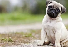 ನಾಯಿ ಸಾಕಲು ಪರವಾನಗಿ ಕಡ್ಡಾಯ