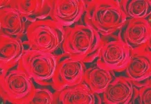 ಪ್ರೇಮಿಗಳ ದಿನಾಚರಣೆ: ಕೆಂಪು ಗುಲಾಬಿಗೆ ಭಾರೀ ಬೇಡಿಕೆ