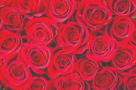 13red rose