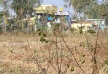 ಪರಿಶಿಷ್ಟರಿಗೆ ಮೀಸಲಿಟ್ಟ ಜಮೀನಿನ ಮರಗಳ ಕಟಾವು- ಅಧಿಕಾರಿಗಳೇ ಶಾಮೀಲು