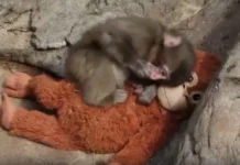 ಮರಿ ಮಂಗನ ಕಥೆ ವೈರಲ್