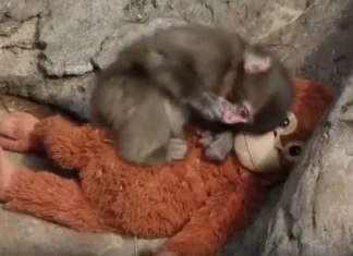 ಮರಿ ಮಂಗನ ಕಥೆ ವೈರಲ್