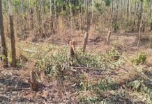 ಅರಣ್ಯ ರಕ್ಷಕರಿಂದಲೇ ಮರಗಳ್ಳತನ ಆರೋಪ