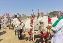 ಹಂಪಿ ಉತ್ಸವ ಜನಾಕರ್ಷಿಸಿದ ಎತ್ತುಗಳ ಪ್ರದರ್ಶನ
