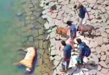 ಬಿ.ಆರ್.ಟಿ ಅರಣ್ಯ ಅಧಿಕಾರಿಗಳ ಬೇಜವಾಬ್ದಾರಿ ಕರ್ತವ್ಯದಿಂದ ಉರುಳಿಗೆ ಸಿಕ್ಕಿ ಹುಲಿ ಮೃತ್ಯು