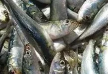 ಸಿಲಿಂಡರ್ ಬವಣೆ: ಮೀನು ಉದ್ಯಮಕ್ಕೂ ಹೊಡೆತ