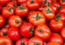 ಯುದ್ಧ ಪರಿಣಾಮ ಟೊಮೊಟೊ ಬೆಲೆಯಲ್ಲಿ ತುಸು ಏರಿಕೆ