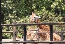 ಮೃಗಾಲಯದಲ್ಲಿ ಪ್ರಾಣಿಗಳಿಗೆ ಸ್ಪ್ರಿಂಕ್ಲರ್ ವ್ಯವಸ್ಥೆ