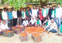 ರೈತರಿಂದ ಟಮೋಟೊ ಸುರಿದು ಪ್ರತಿಭಟನೆ