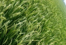 ಸುಳಿಗಾಳಿಯ ತಾಂಡವಕ್ಕೆ ನೆಲಕಚ್ಚಿದ ಭತ್ತ