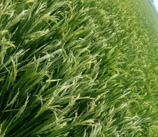 ಸುಳಿಗಾಳಿಯ ತಾಂಡವಕ್ಕೆ ನೆಲಕಚ್ಚಿದ ಭತ್ತ