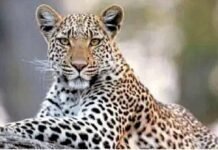 ಕೊಲ್ಲಮೊಗ್ರು ಮತ್ತು ಜಾಲ್ಸೂರಿನ ಅಡ್ಕಾರಿನಲ್ಲಿ ಚಿರತೆ ಪ್ರತ್ಯಕ್ಷ