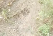 ಸೊನ್ನ ಗ್ರಾಮದಲ್ಲಿ ಚಿರತೆ ಪ್ರತ್ಯಕ್ಷ