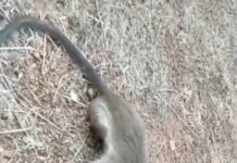 ತಲೆಗೆ ಚೊಂಬು ಹಾಕಿಕೊಂಡು ಒದ್ದಾಡುತ್ತಿದ್ದ ಕೋತಿಯ ರಕ್ಷಣೆ: ಸ್ಥಳೀಯರ ಕಾರ್ಯಕ್ಕೆ ಮೆಚ್ಚುಗೆ