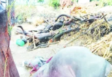 ಗುಡುಗು ಸಿಡಿಲಿನ ಮಳೆಗೆ ಎಮ್ಮೆ ಬಲಿ, ಕುಸುಬಿ ಬೆಳೆ ಹಾನಿ