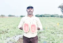 ಕಲ್ಲಂಗಡಿ ಬೆಲೆ ಕುಸಿತದಿಂದ ರೈತರು ಸಂಕಷ್ಟದಲ್ಲಿ