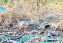 ಅಡಕೆ ತೋಟಕ್ಕೆ ಆಕಸ್ಮಿಕ ಬೆಂಕಿ – ಅಪಾರ ನಷ್ಟ