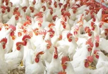 ಆತಂಕ ಸೃಷ್ಟಿಸಿದ ಹಕ್ಕಿ ಜ್ವರ