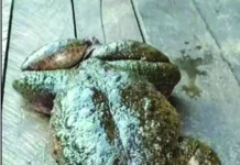 ದೈತ್ಯ ಕಪ್ಪೆ ಪತ್ತೆ ಜಾಲತಾಣಗಳಲ್ಲಿ ಭಾರಿ ಸದ್ದು