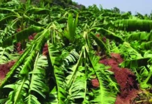 ಬಿರುಗಾಳಿ ಮಳೆಗೆ ಬಾಳೆ ತೋಟ ನೆಲಸಮ