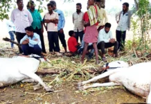 ಸಿಡಿಲಿನ ಅಟ್ಟಹಾಸ: ಆಳಂದ ತಾಲೂಕಿನ ವಿವಿಧ ಗ್ರಾಮಗಳಲ್ಲಿ ಎತ್ತುಗಳ ಸಾವು