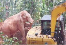 ಅರಣ್ಯ ಇಲಾಖೆಯ ಯಶಸ್ವಿ ಕಾರ್ಯಾಚರಣೆ