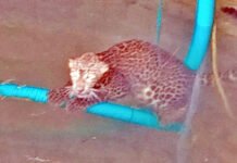 ಬೋರ್ಕಲ್ಲುಗುಡ್ಡೆಯಲ್ಲಿ ತೆರೆದ ಬಾವಿಗೆ ಬಿದ್ದಿದ್ದ ಚಿರತೆಯ ರಕ್ಷಣೆ