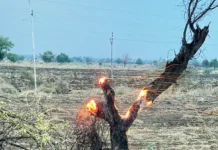 ಟೆಂಗಳಿ ಕ್ರಾಸ್ ಹತ್ತಿರ ಸಿಡಿಲು ಬಡಿದು ಹೊತ್ತಿ ಉರಿದ ಒಣಗಿದ ಮರ