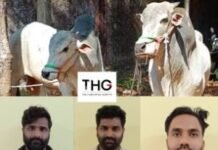 ಅಕ್ರಮ ಜಾನುವಾರು ಸಾಗಾಟ: ಮೂವರು ಬಂಧನ, ವಾಹನಗಳ ವಶ