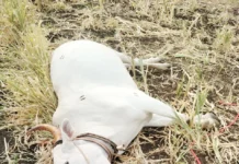 ಸಿಡಿಲು ಬಡಿದು ಎತ್ತು ಸಾವು