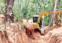 ಅರಣ್ಯ ಇಲಾಖೆಯ ಯಶಸ್ವಿ ಕಾರ್ಯಾಚರಣೆ: ಕಲ್ಚರ್ಪೆ ಬಳಿ ಬಾವಿಗೆ ಬಿದ್ದ ಕಾಡಾನೆ ರಕ್ಷಣೆ