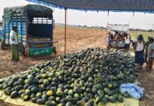 ನೀರಿನ ಕೊರತೆಯ ನಡುವೆಯೂ ಉತ್ತಮ ಕಲ್ಲಂಗಡಿ ಬೆಳೆ ಬೆಳೆದ ರೈತ ವಿಜಯ ಭಾಸ್ಕರ್ ರೆಡ್ಡಿ