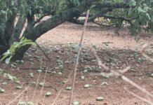 ಮಳೆ ಬಿರುಗಾಳಿಯಿಂದ ಮಾವು, ಬೆಳೆ ಹಾನಿ