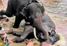 ಕಂಜನ್ ದಾಳಿಗೆ ಸಿಕ್ಕ ಮಾರ್ತಾಂಡ ದುರ್ಮರಣ