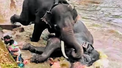 19Elephant