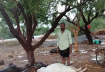 ಗುಡುಗು ಸಹಿತ ಮಳೆ ಅಪಾರ ಹಾನಿ